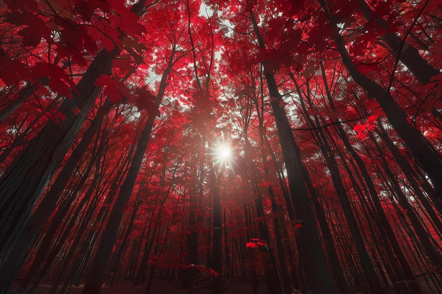 A Forest with Red Leaves and Sun Shining Through with a Scenic Background photo