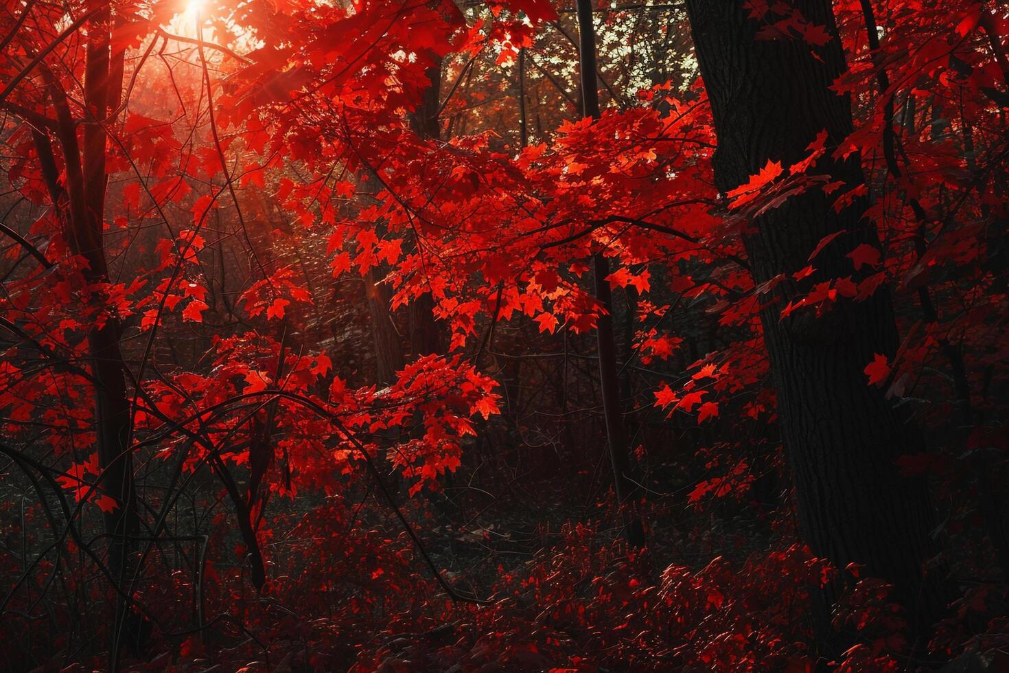 A Red Forest with Trees and Leaves with a Scenic Background photo
