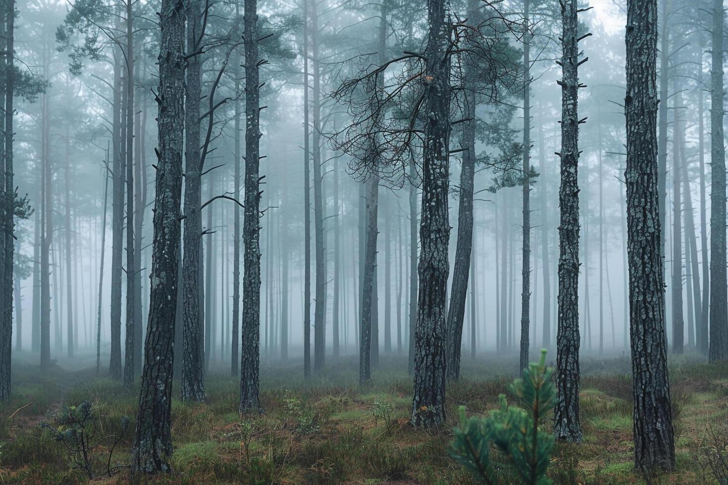 A Forest with Tall Trees and a Fire Hydrant with a Scenic Background photo