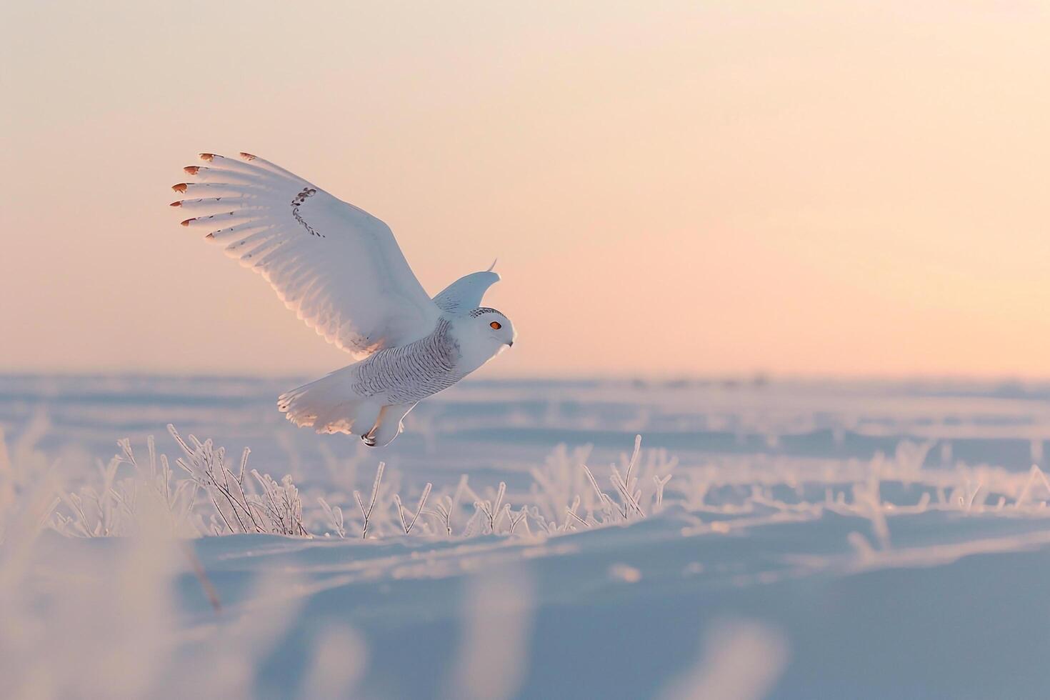 A Snowy Owl Flying Over a Field of Snow in the Background photo