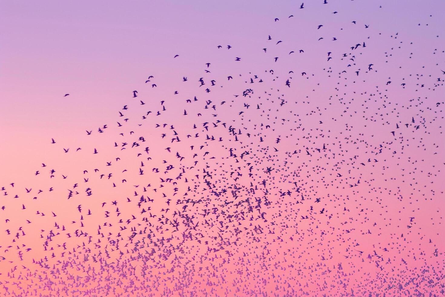 Flock of Birds Flying in the Sky at Sunset Background photo