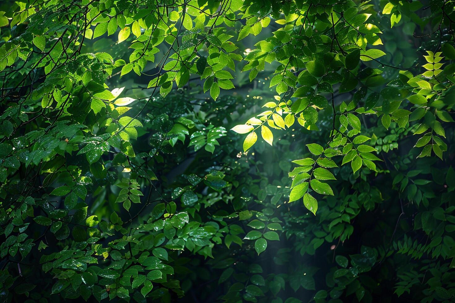 Sunlight Shining Through Green Leaves on a Tree Background photo