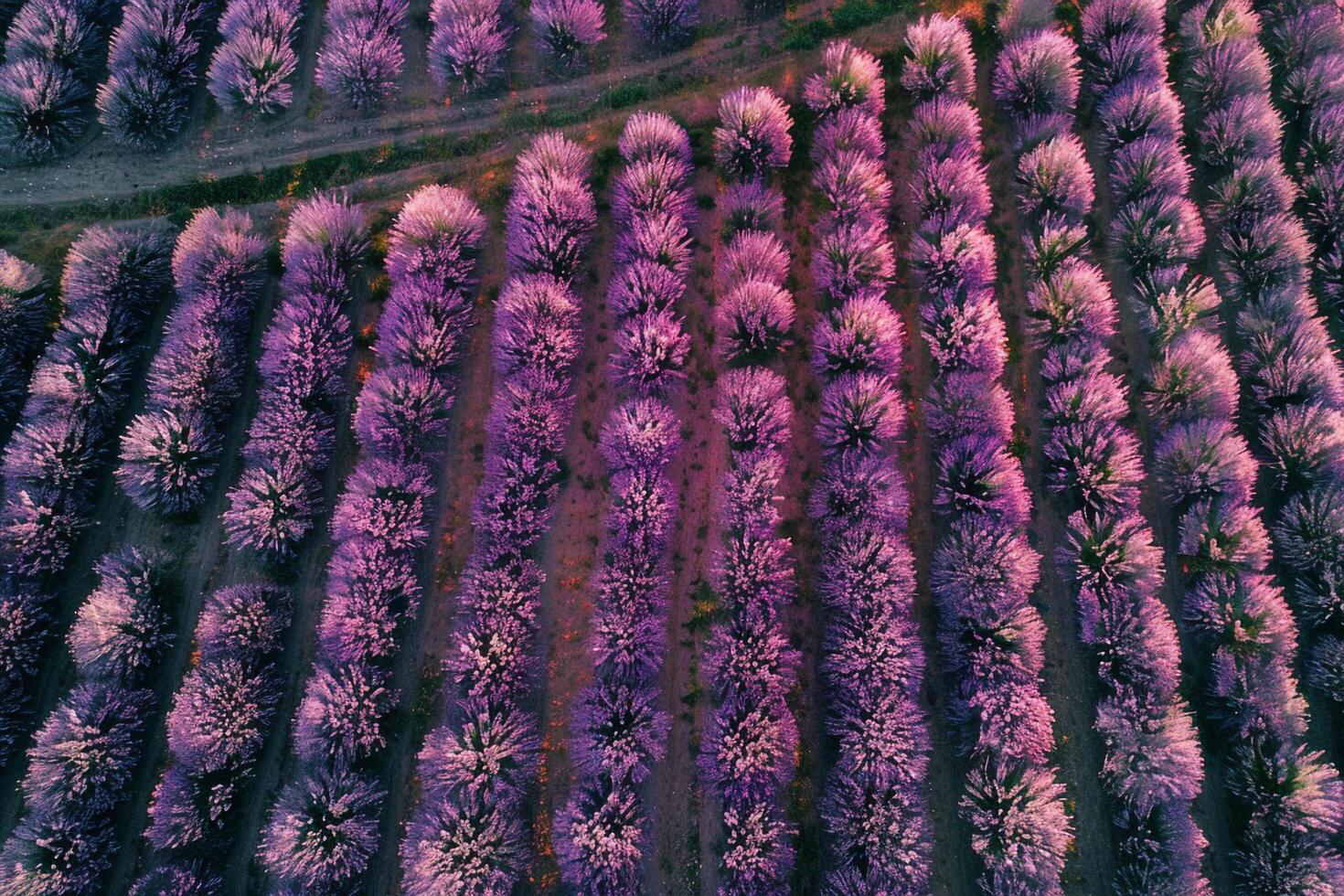 An Aerial View of a Lavender Field Background photo