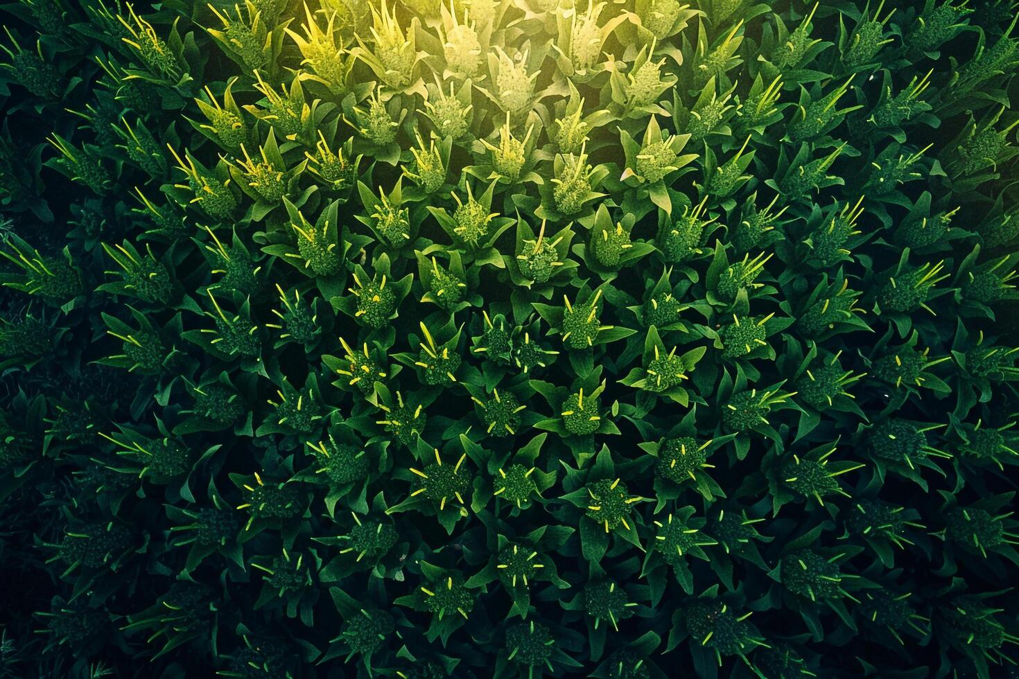 A Green Bush with Sunlight Shining Through It Background photo