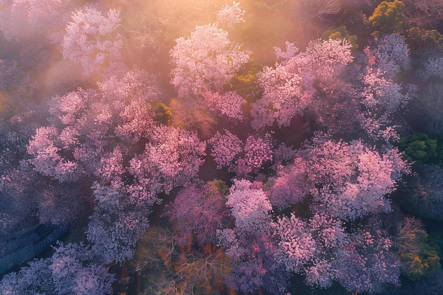 An Aerial View of Pink Trees in the Sun Background photo