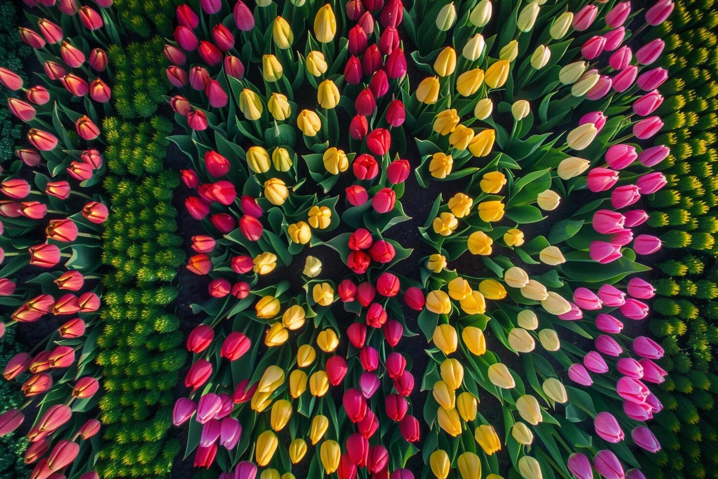 A Large Group of Colorful Tulips in a Field Background photo