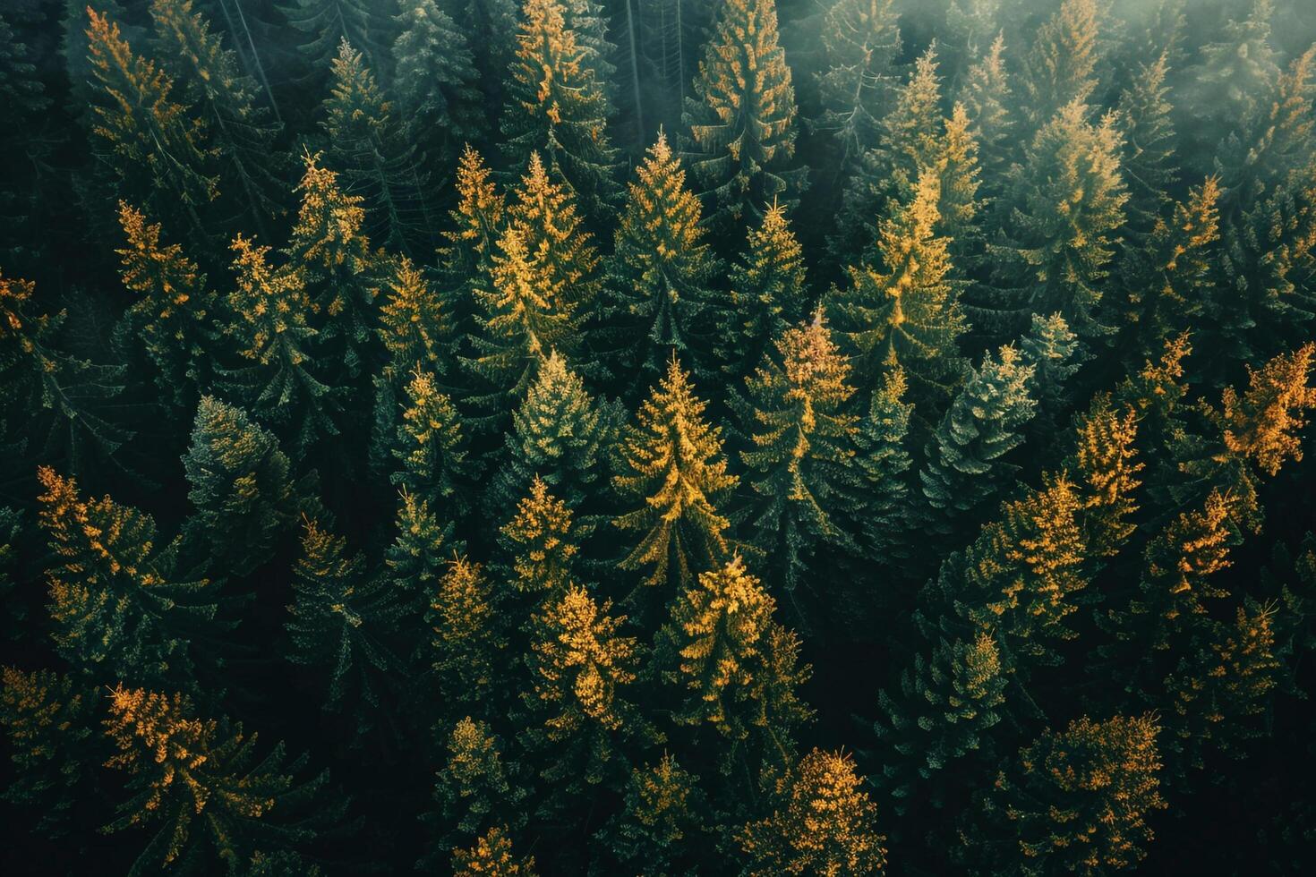aerial view of pine trees in the forest background photo