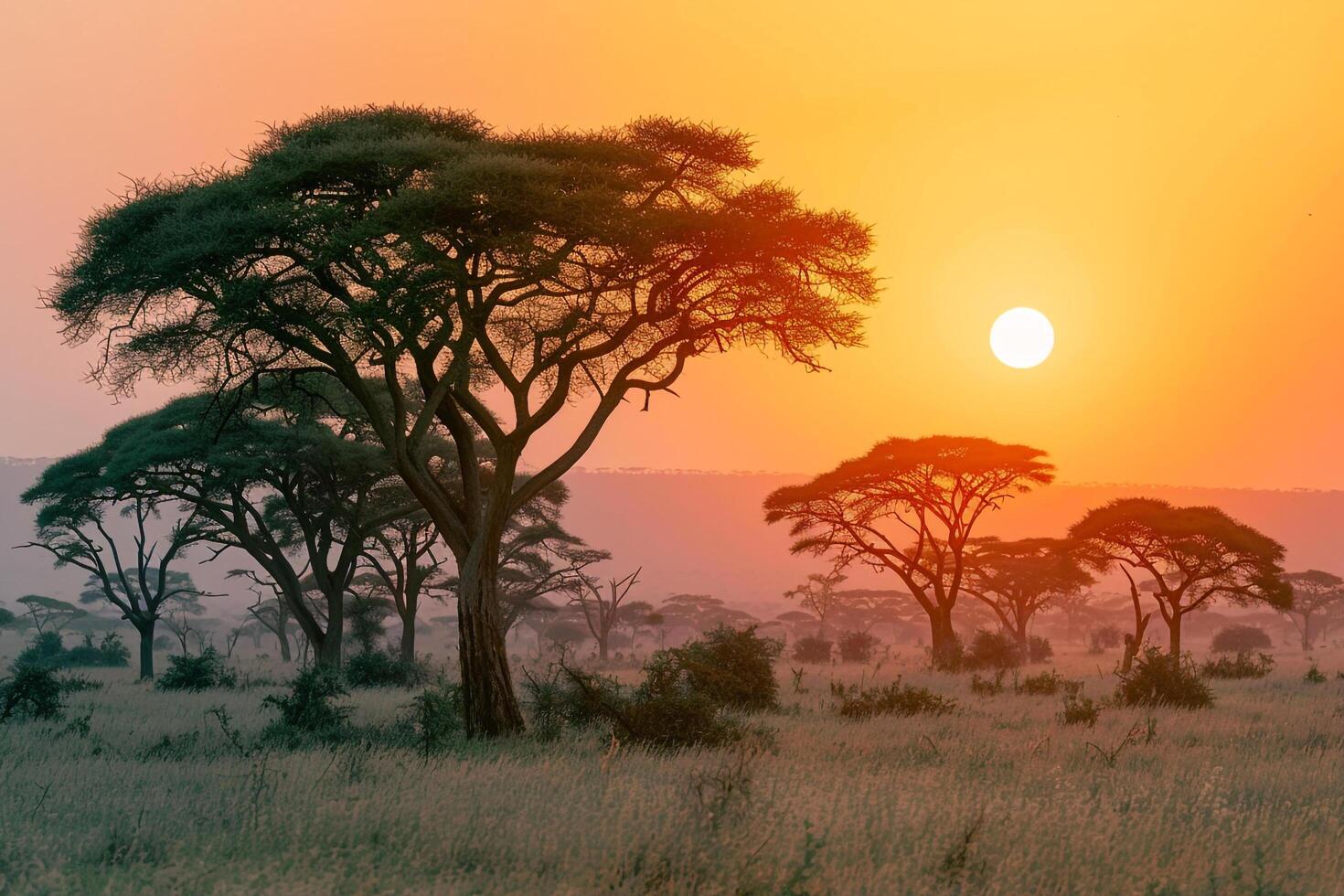 the sun sets behind a group of trees in the African savannah background photo