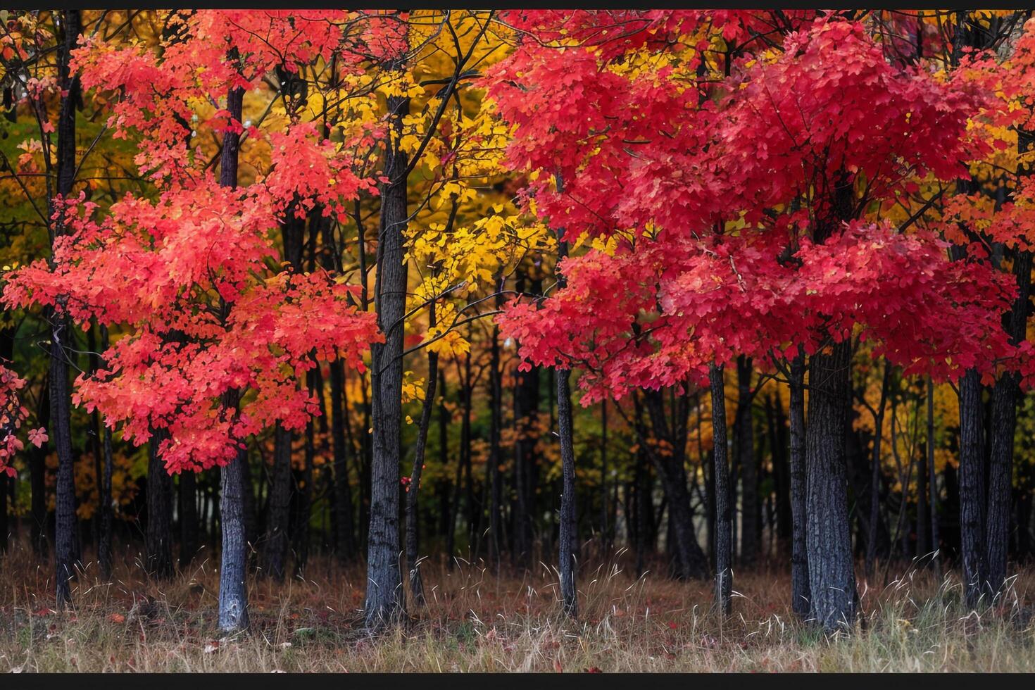 a group of trees with red, yellow and orange leaves background photo
