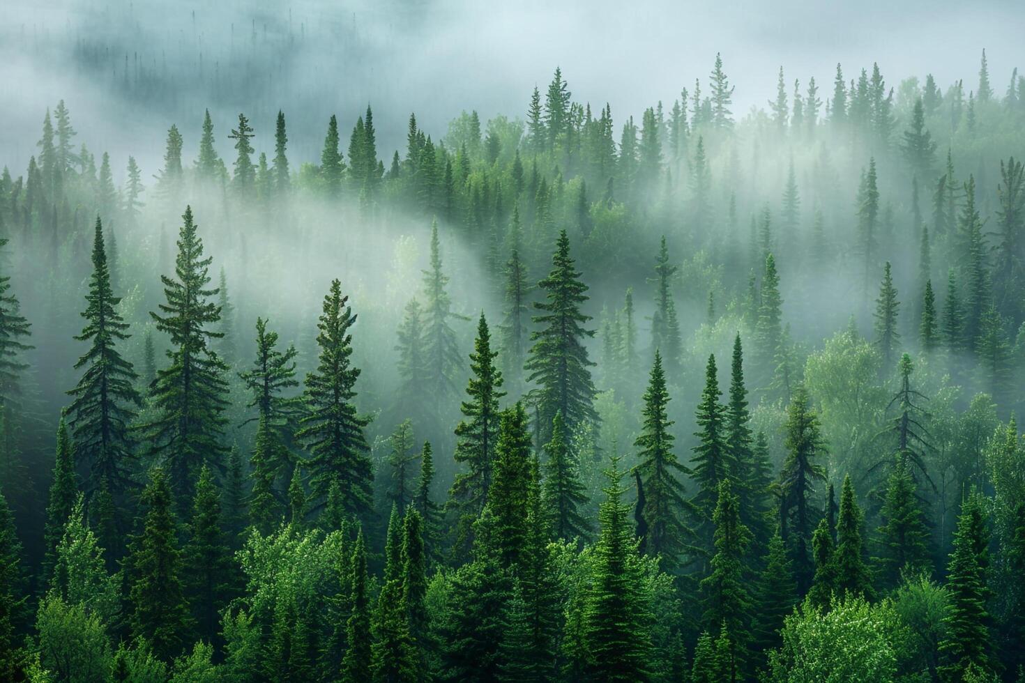 a forest with trees and fog in the background photo
