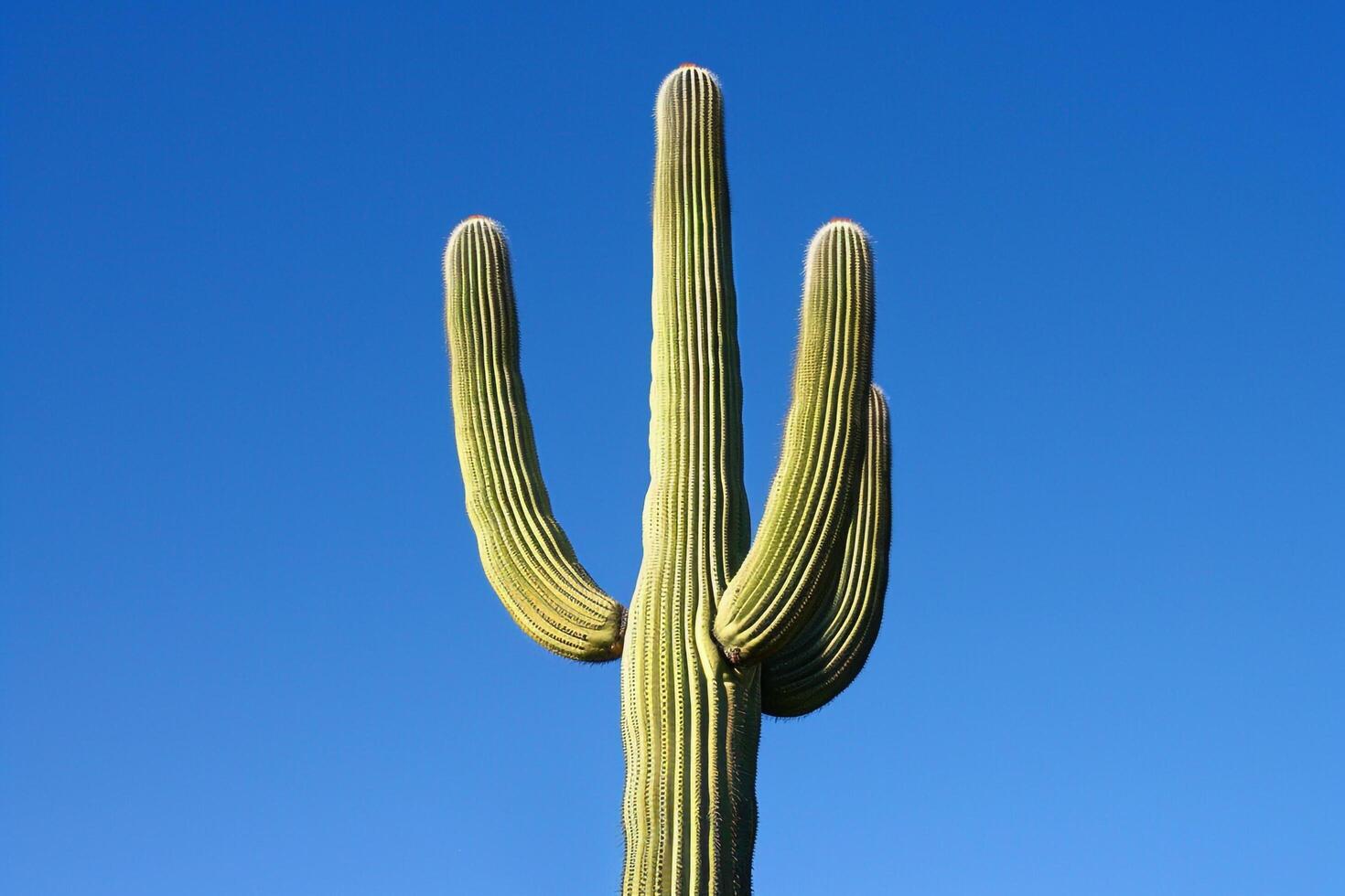 a tall cactus plant background photo