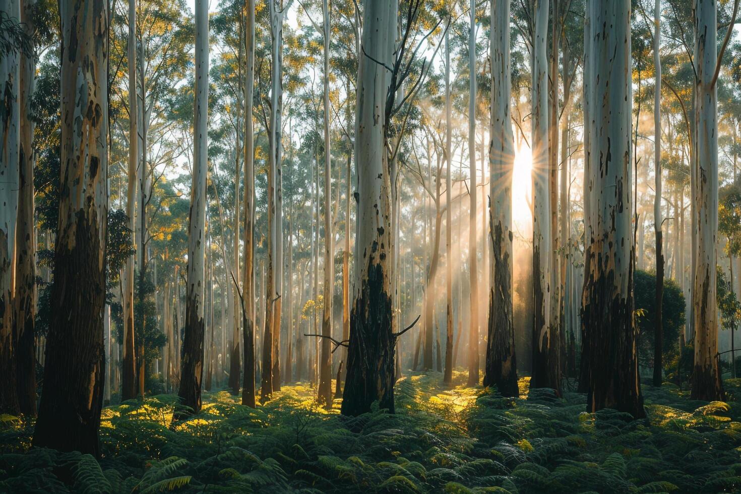 the sun shines through the trees in a forest background photo