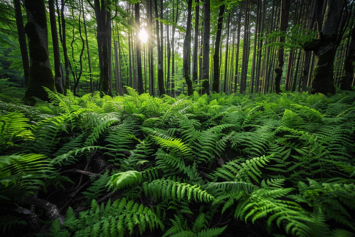 ferns in the forest at sunrise background photo