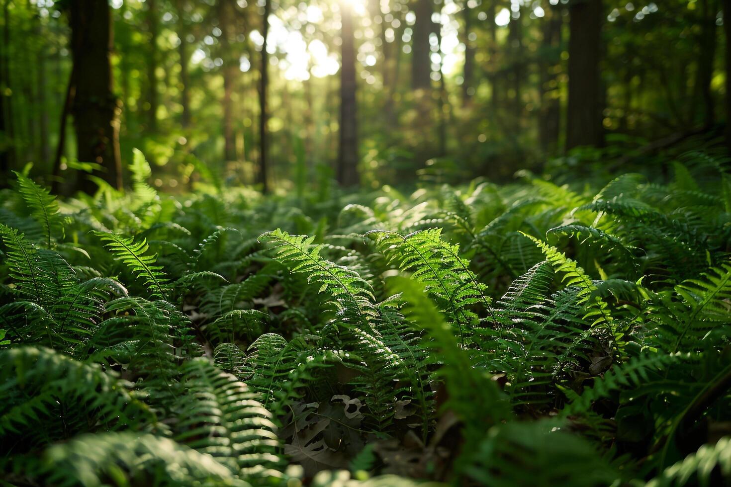ferns in the forest at sunrise background photo