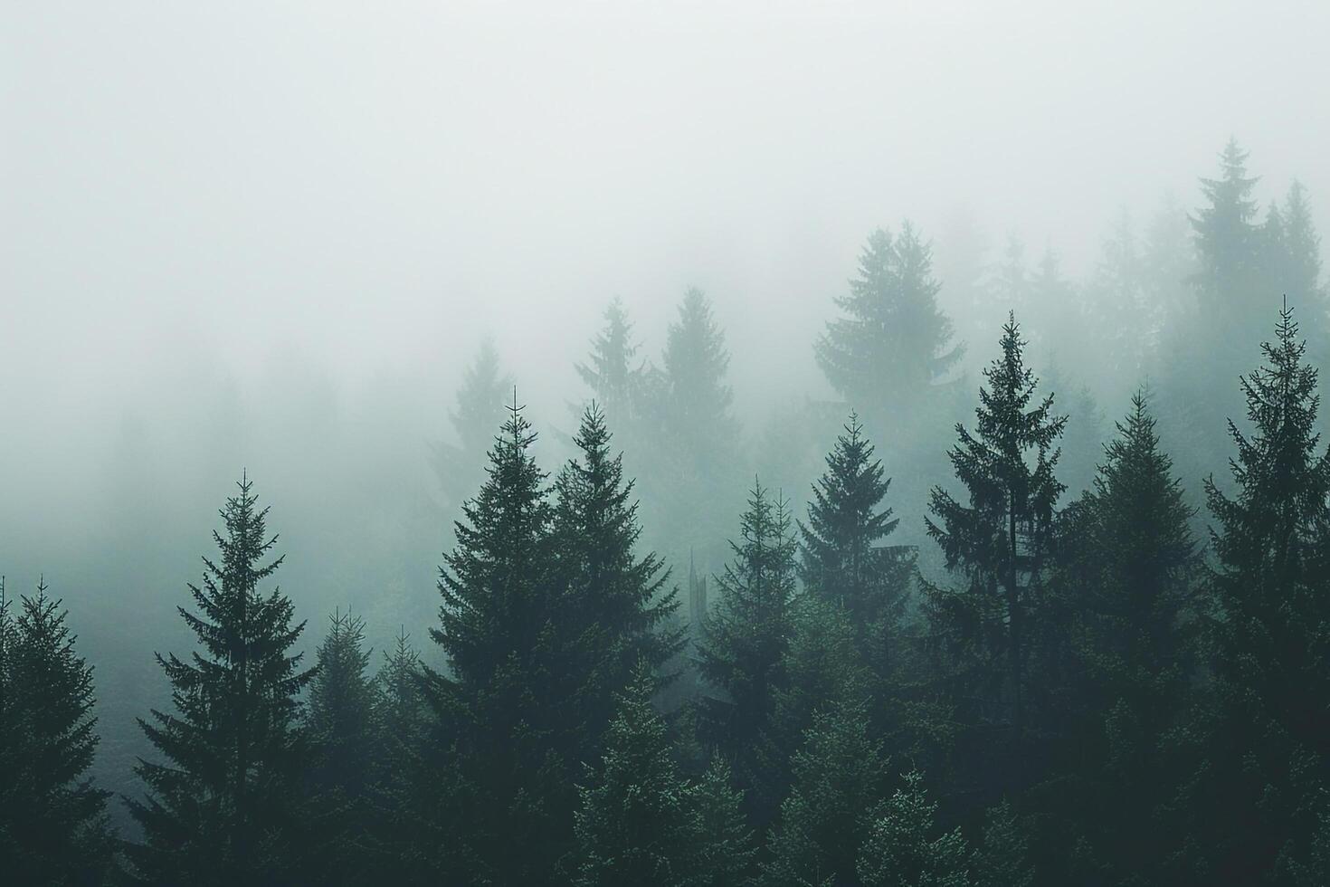 foggy forest with trees in the background photo