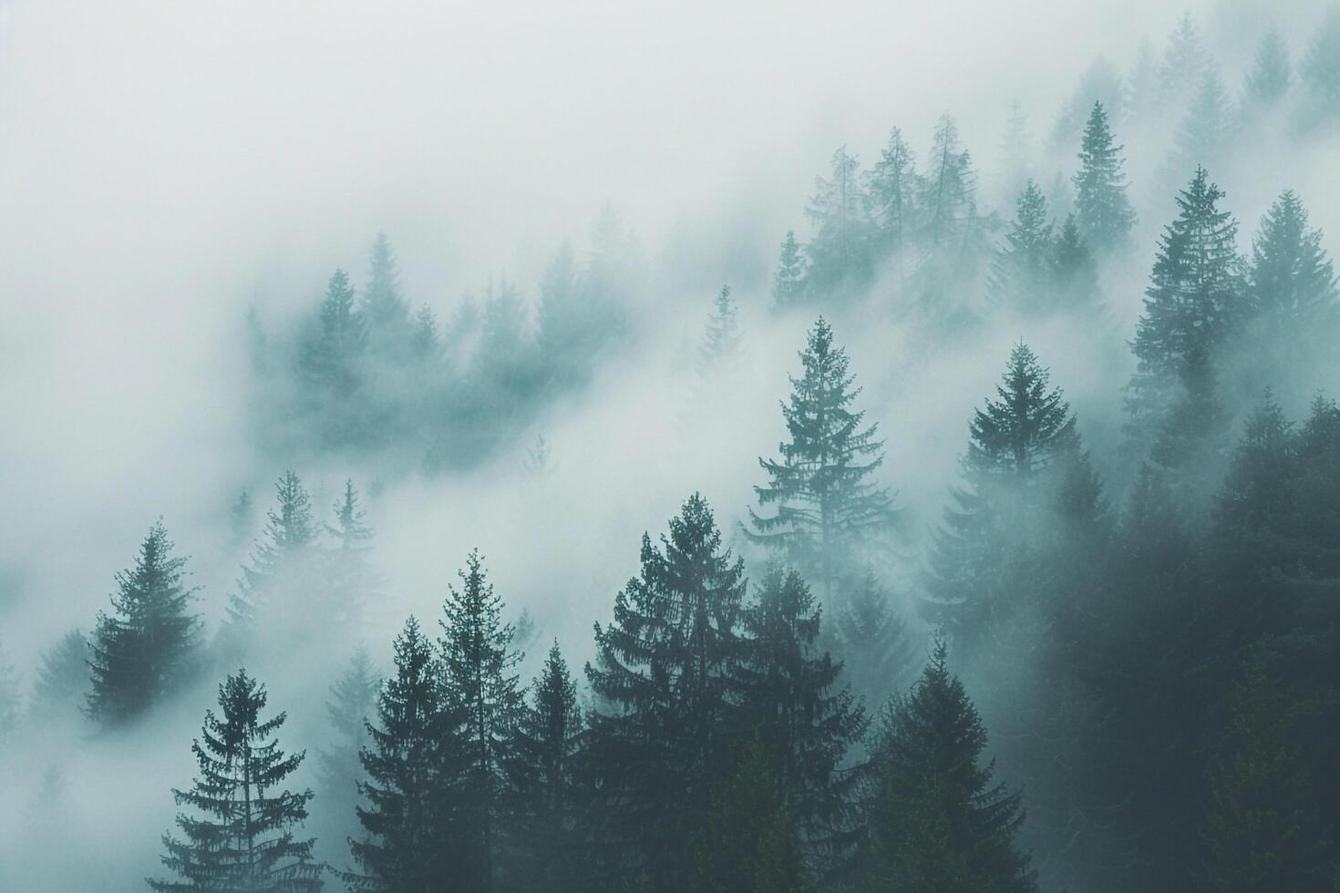 foggy forest with trees in the background photo