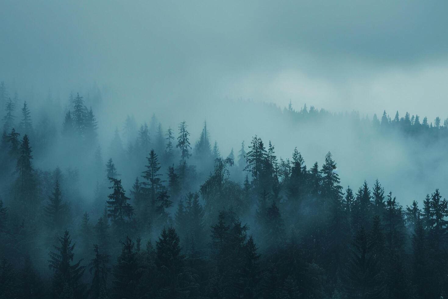 a forest with trees and fog on a cloudy day with background photo
