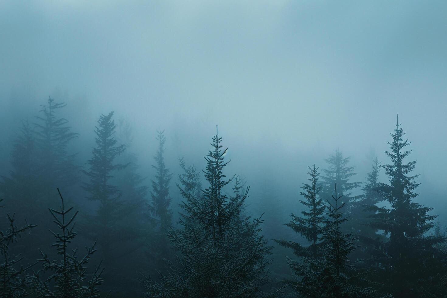 foggy forest with trees and foggy sky in the background photo