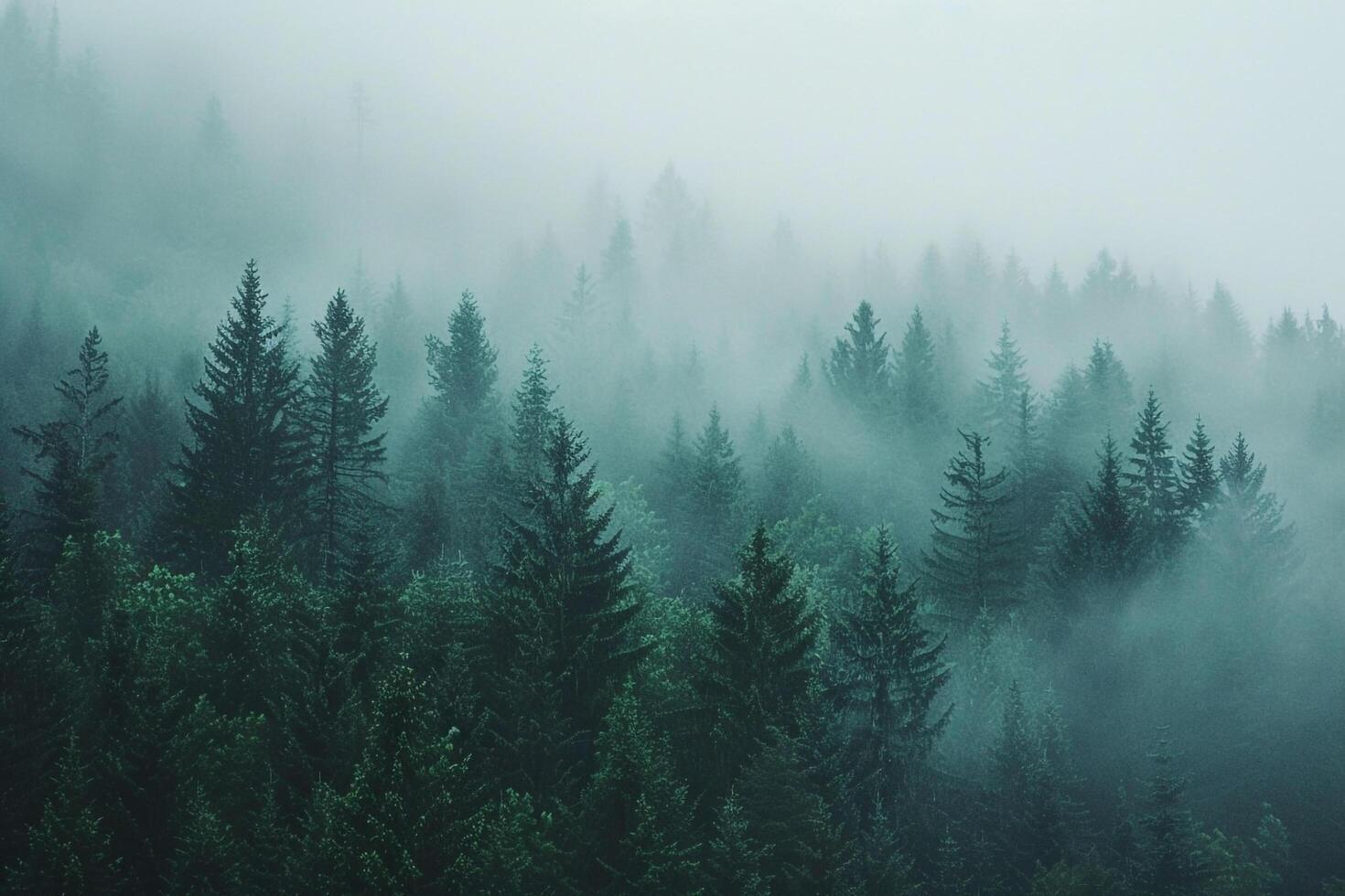 foggy forest with trees and fog in the background photo