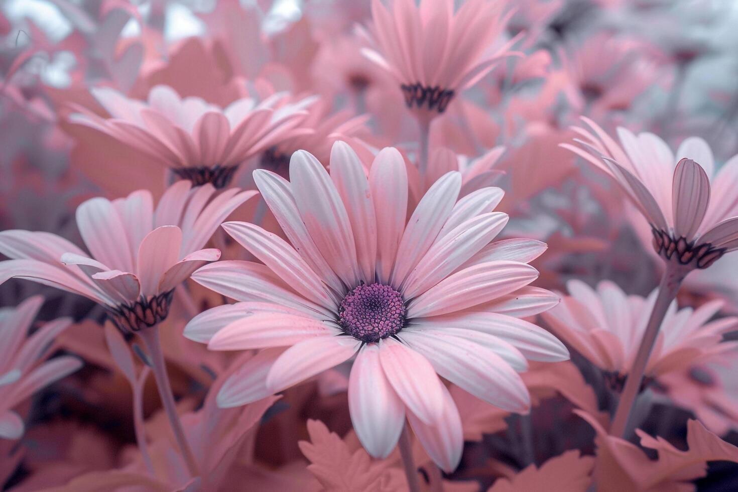 pink daisies are in a field of green leaves background photo