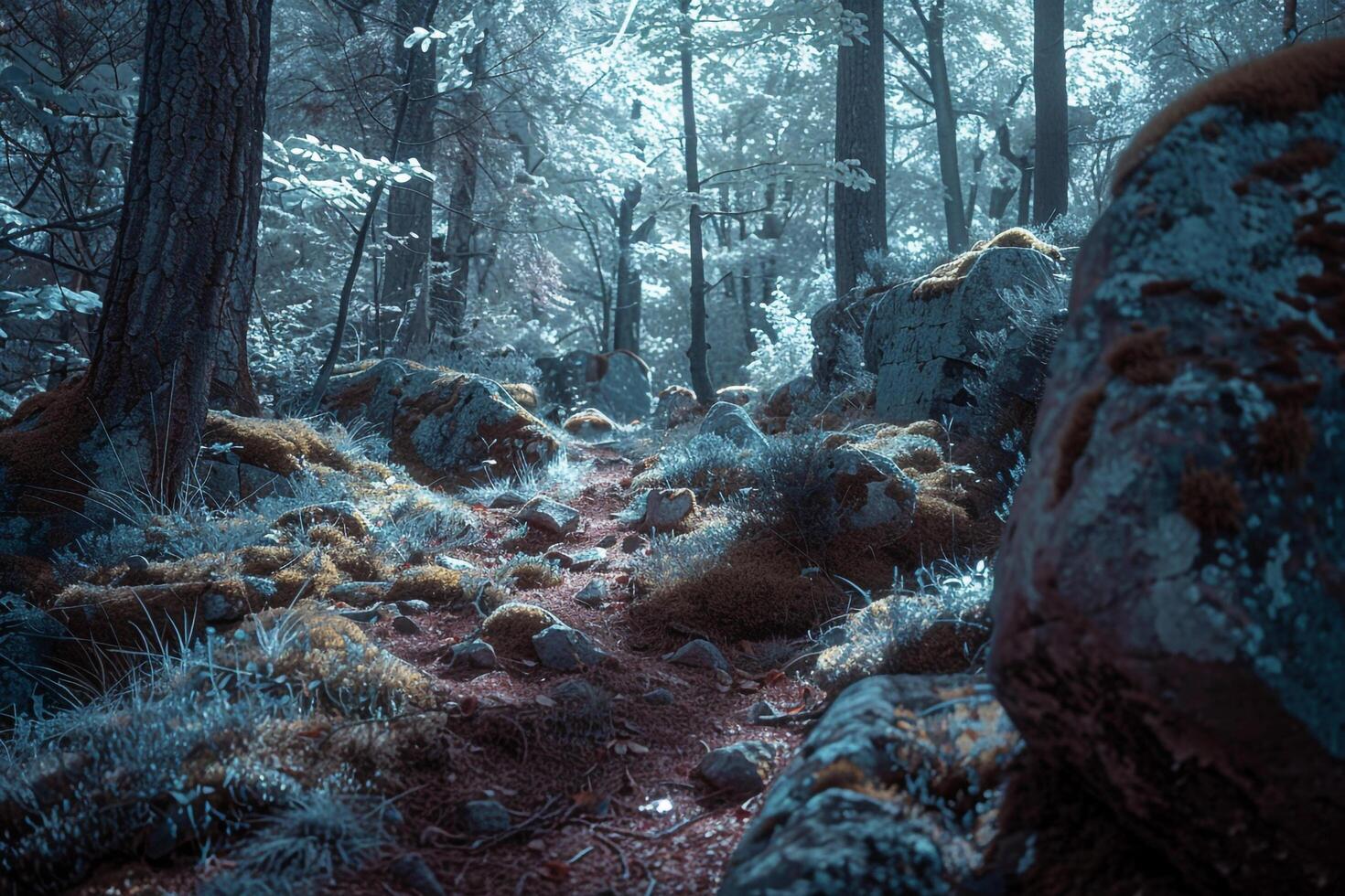 a forest with mossy rocks and trees background photo