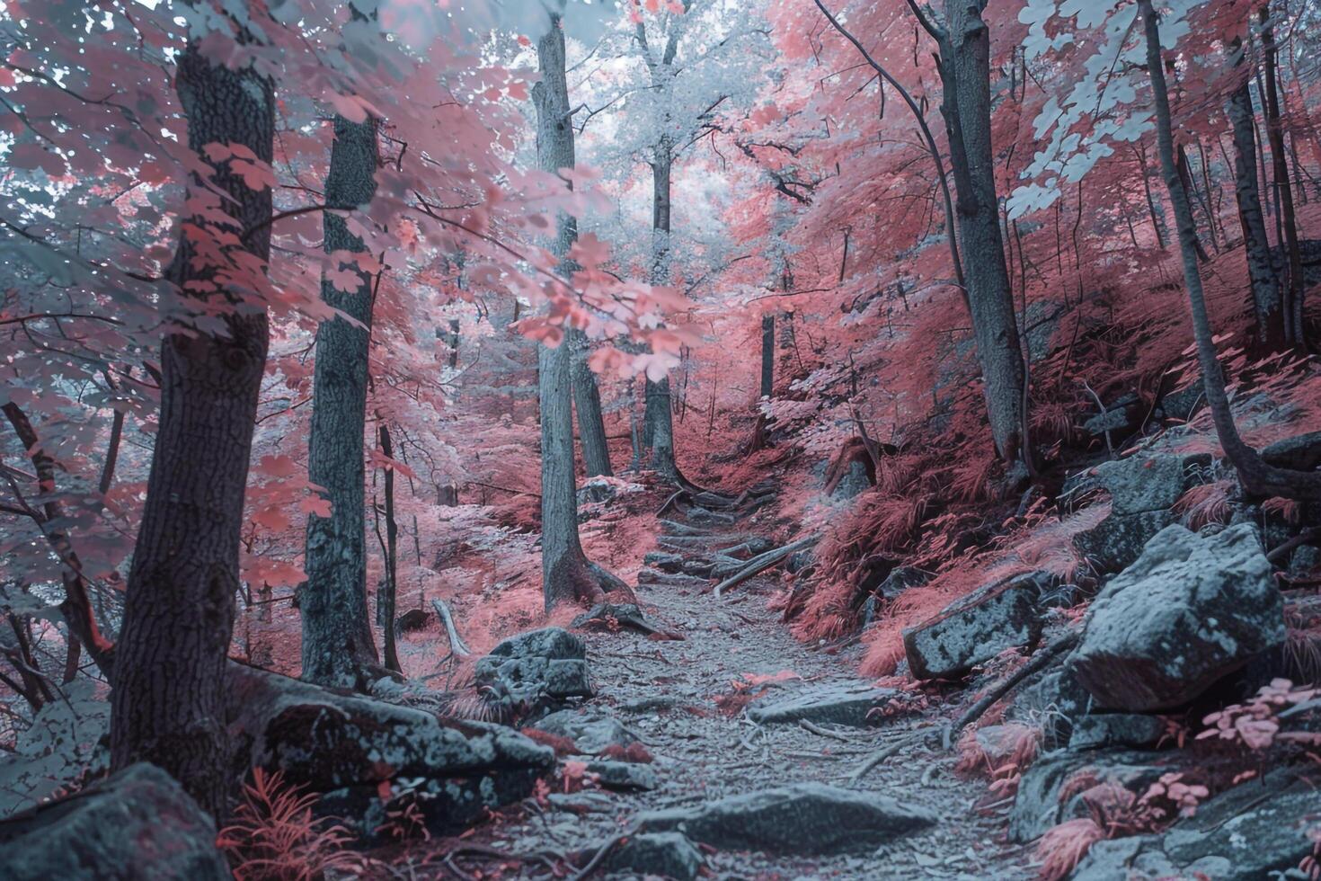 a trail in the woods with red trees background photo