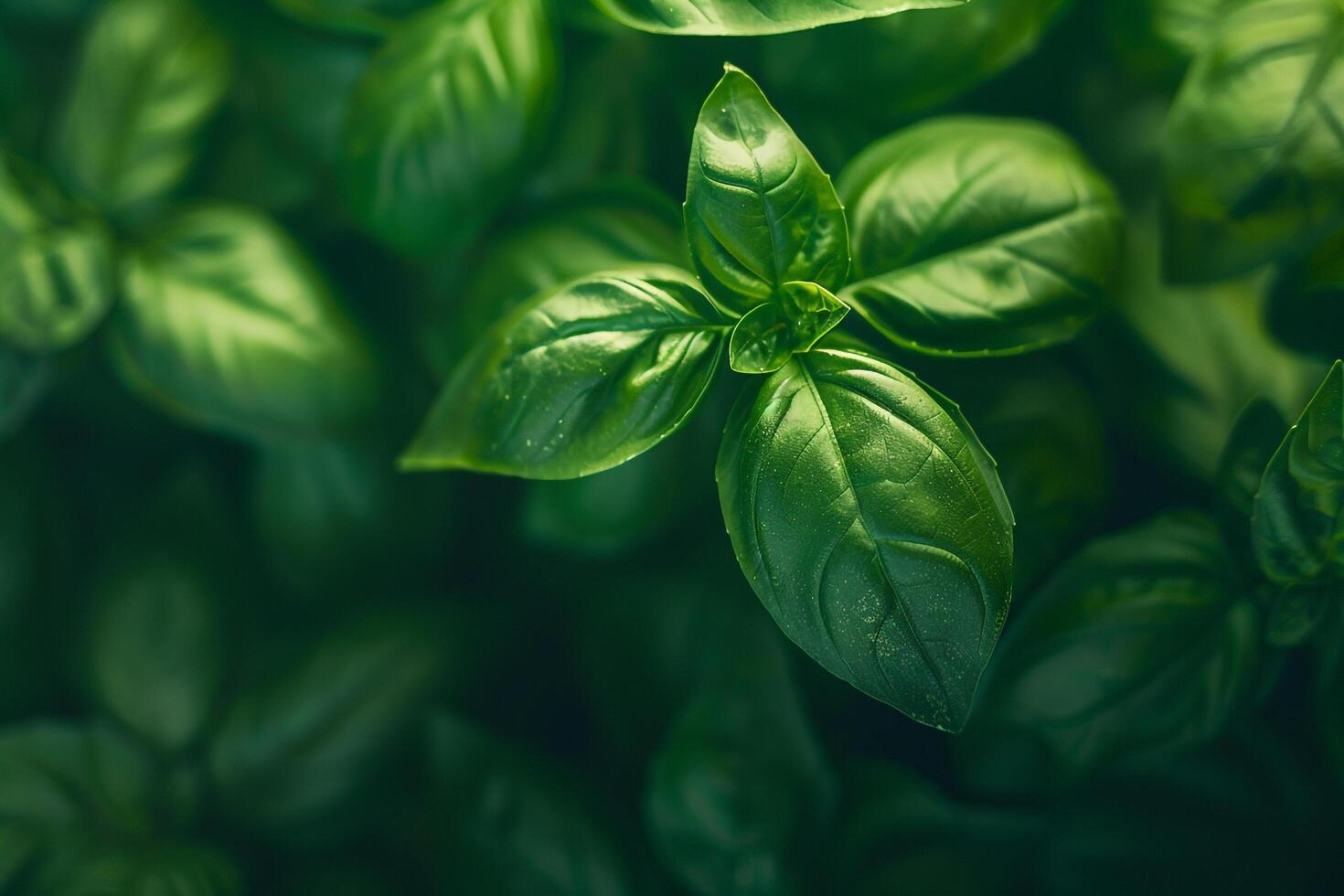 Nature  of basil leaves shown in this image with a nature background photo
