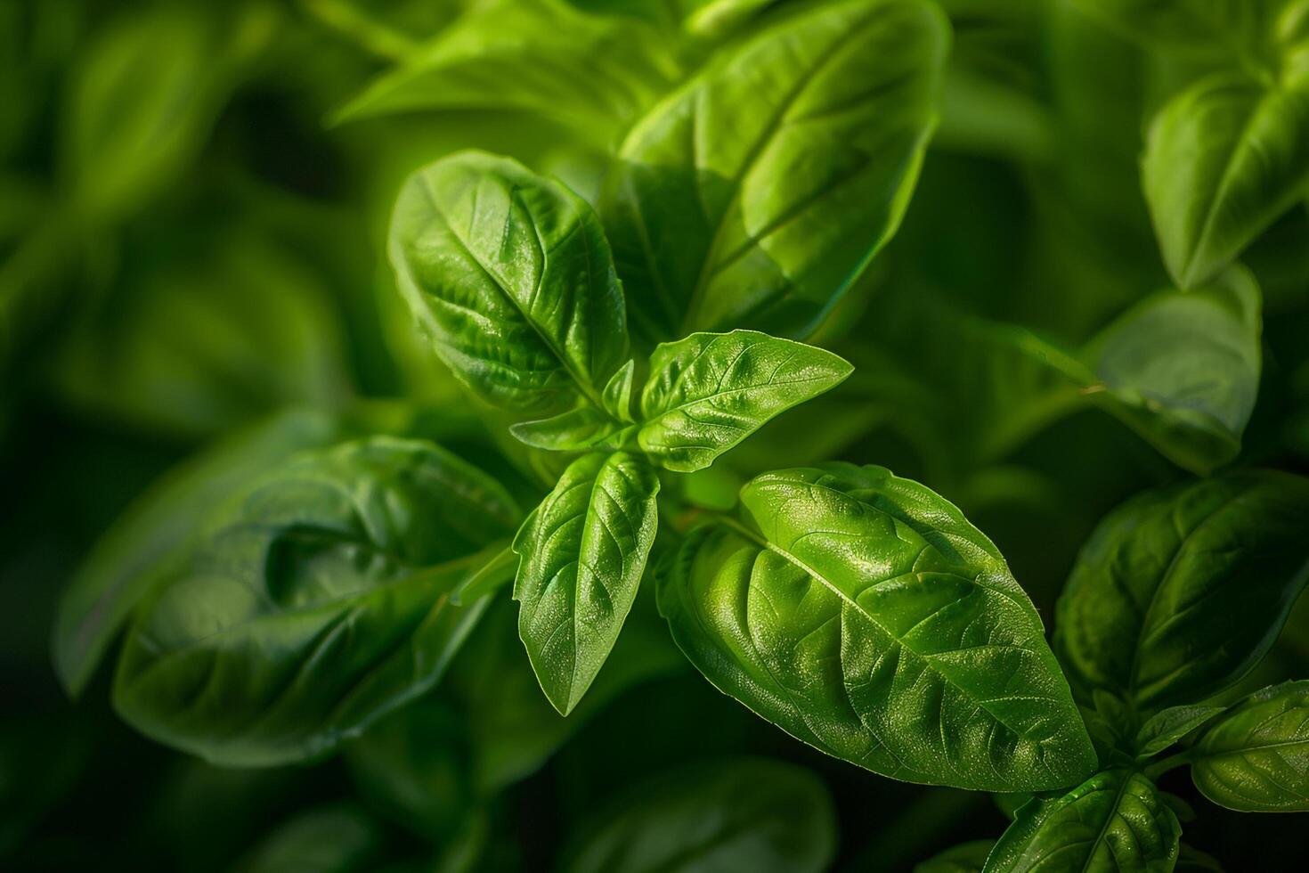 Basil leaves shown in this photo, background photo