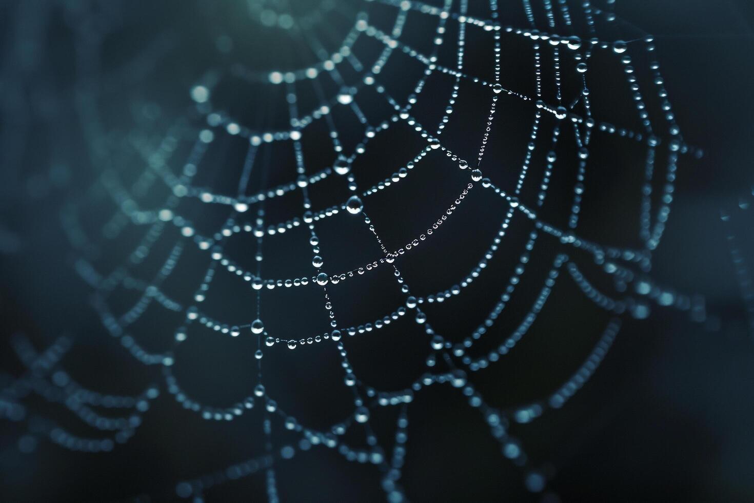 Spider web with water droplets on it, background photo