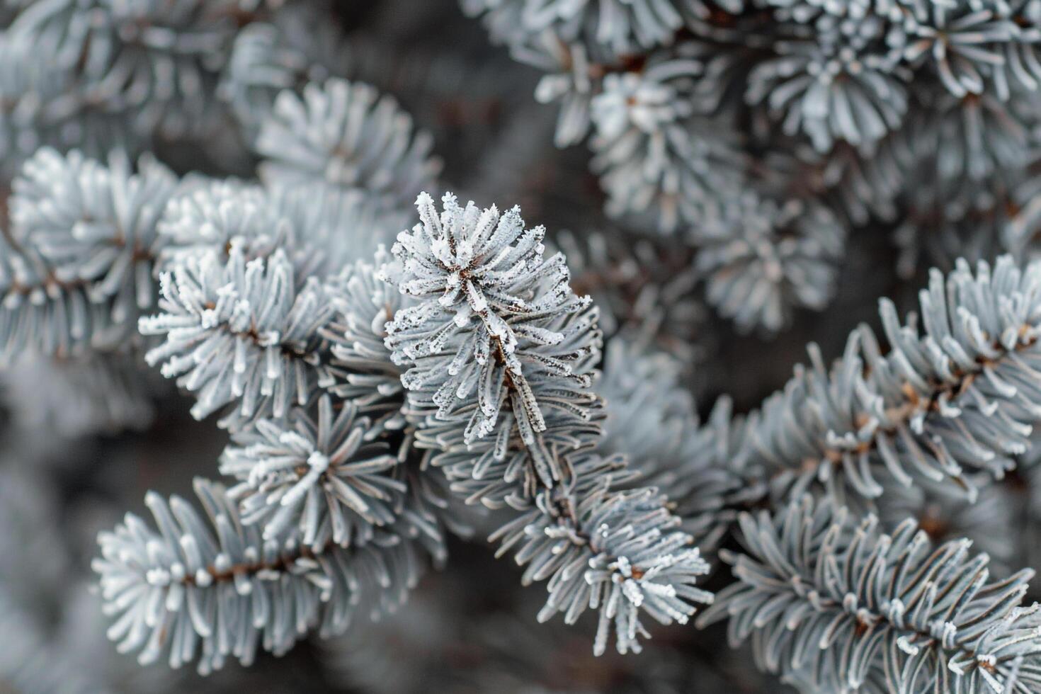 Pine tree with snow on it, background photo