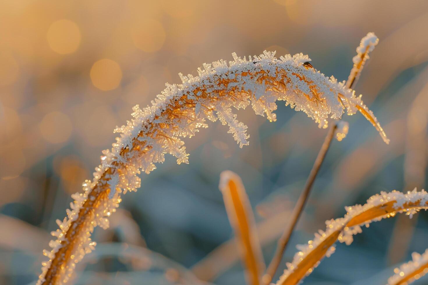 Frosty grass with golden light, background photo