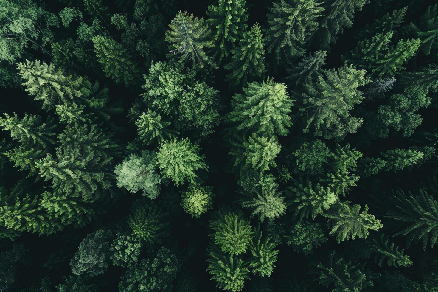 An aerial view of a forest with trees background photo