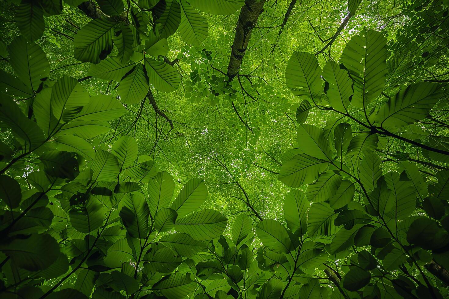 a view up into the canopy of a forest background photo