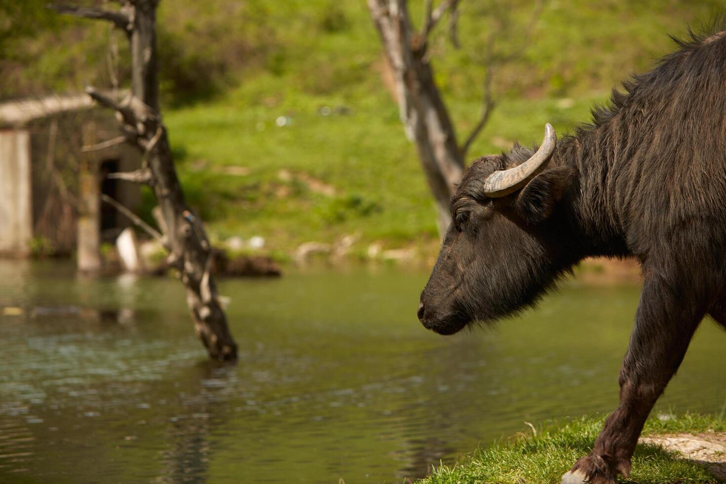 Cow in a forest photo