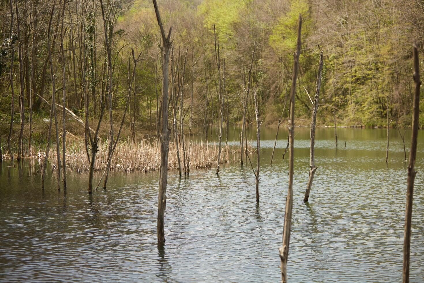 lake in a forest photo
