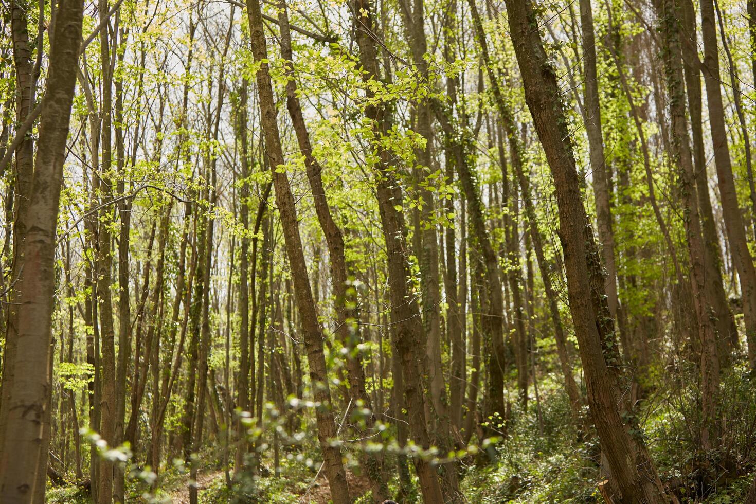Deep and dark forest photo