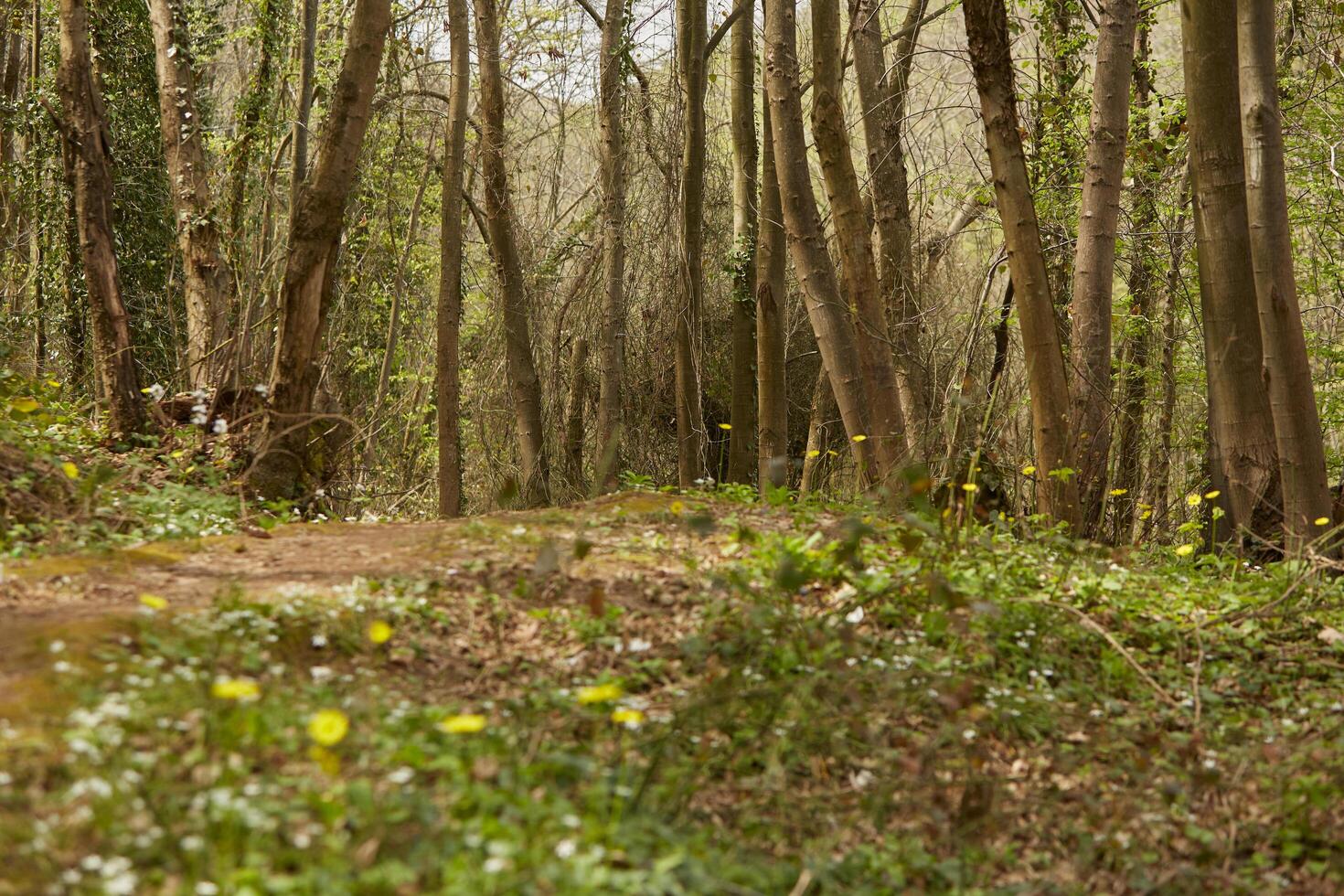 Wooded Area Stock Photos Images and Backgrounds for Free Download