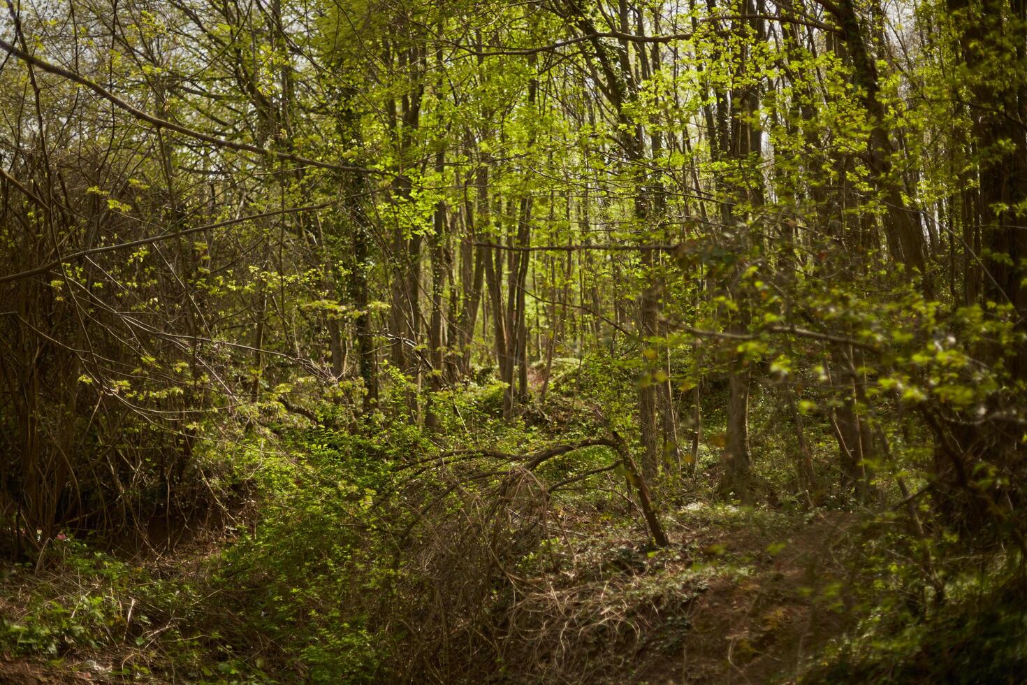 Deep and dark forest photo