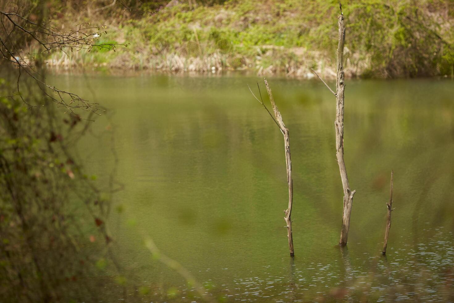 lake in a forest photo