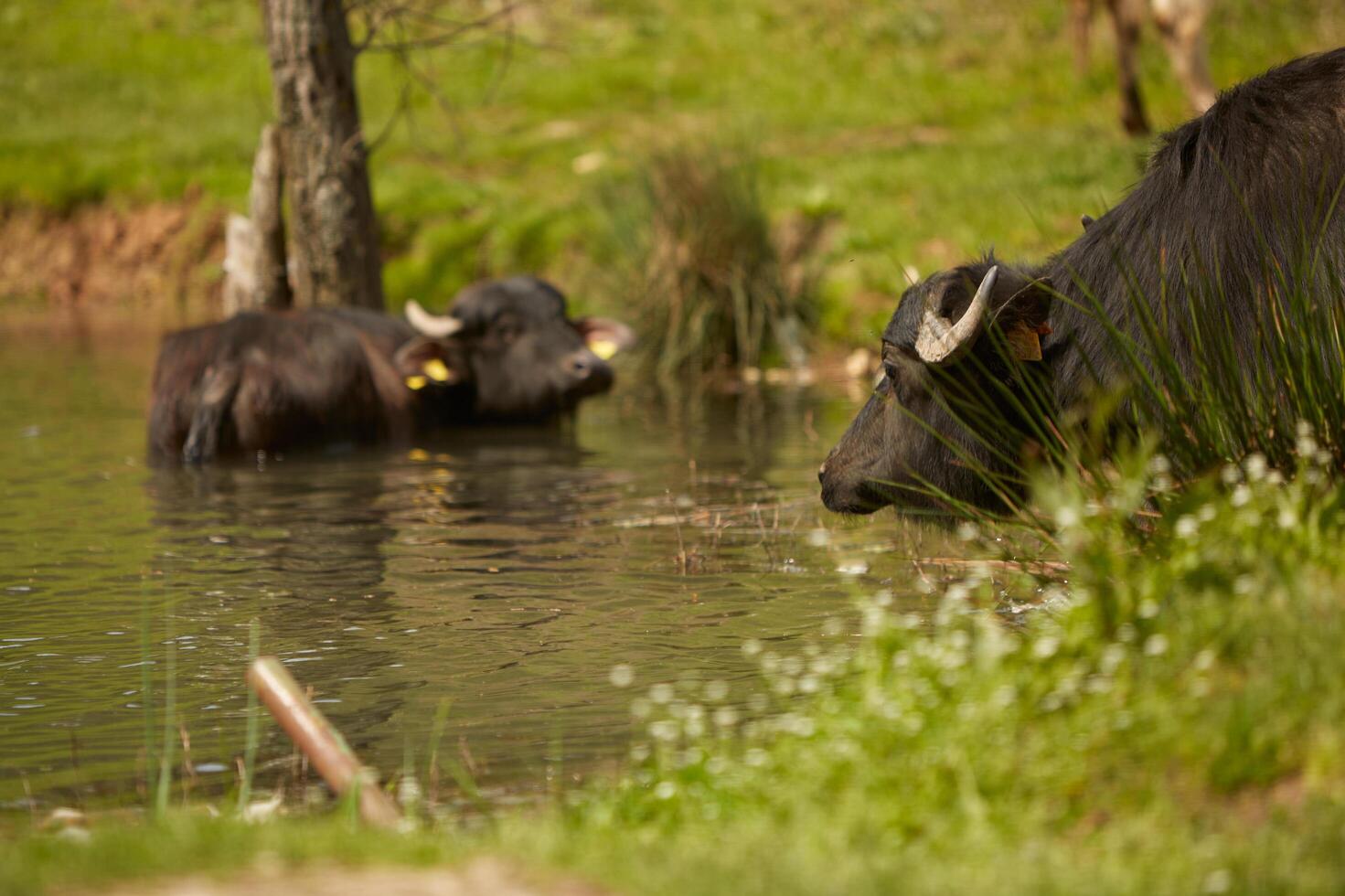 Cow in a forest photo