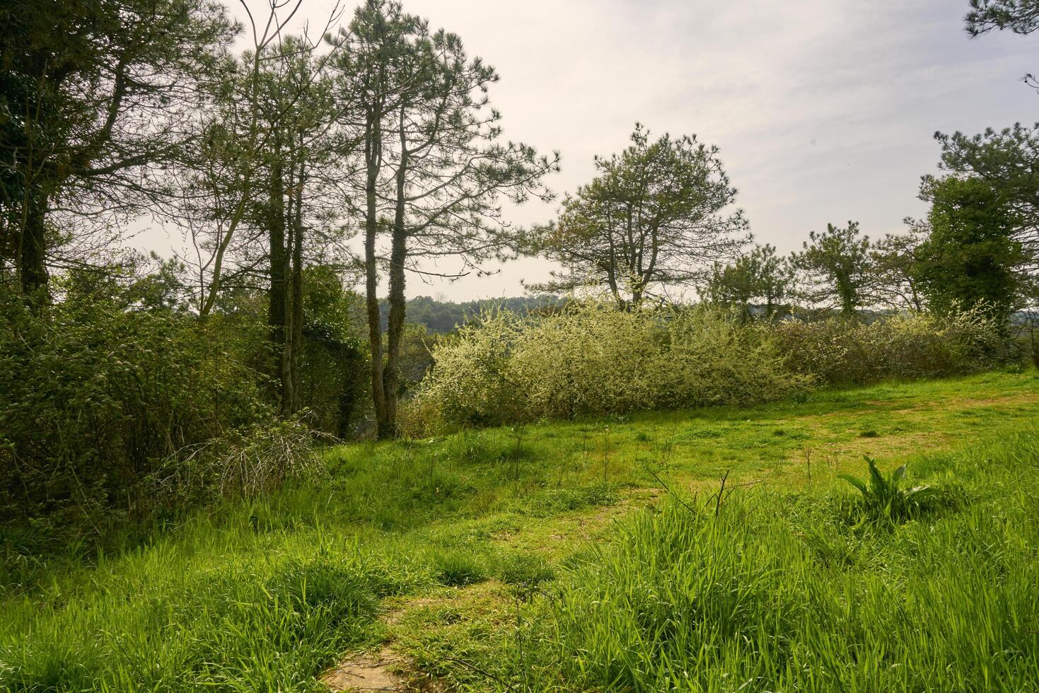 green meadow in a forest photo