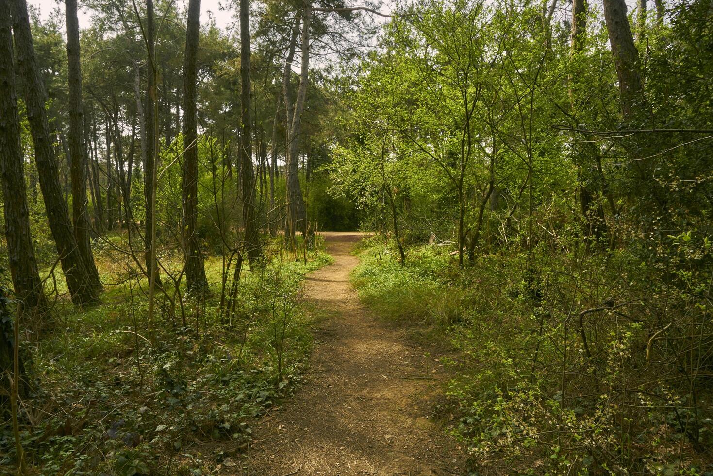 green meadow in a forest photo
