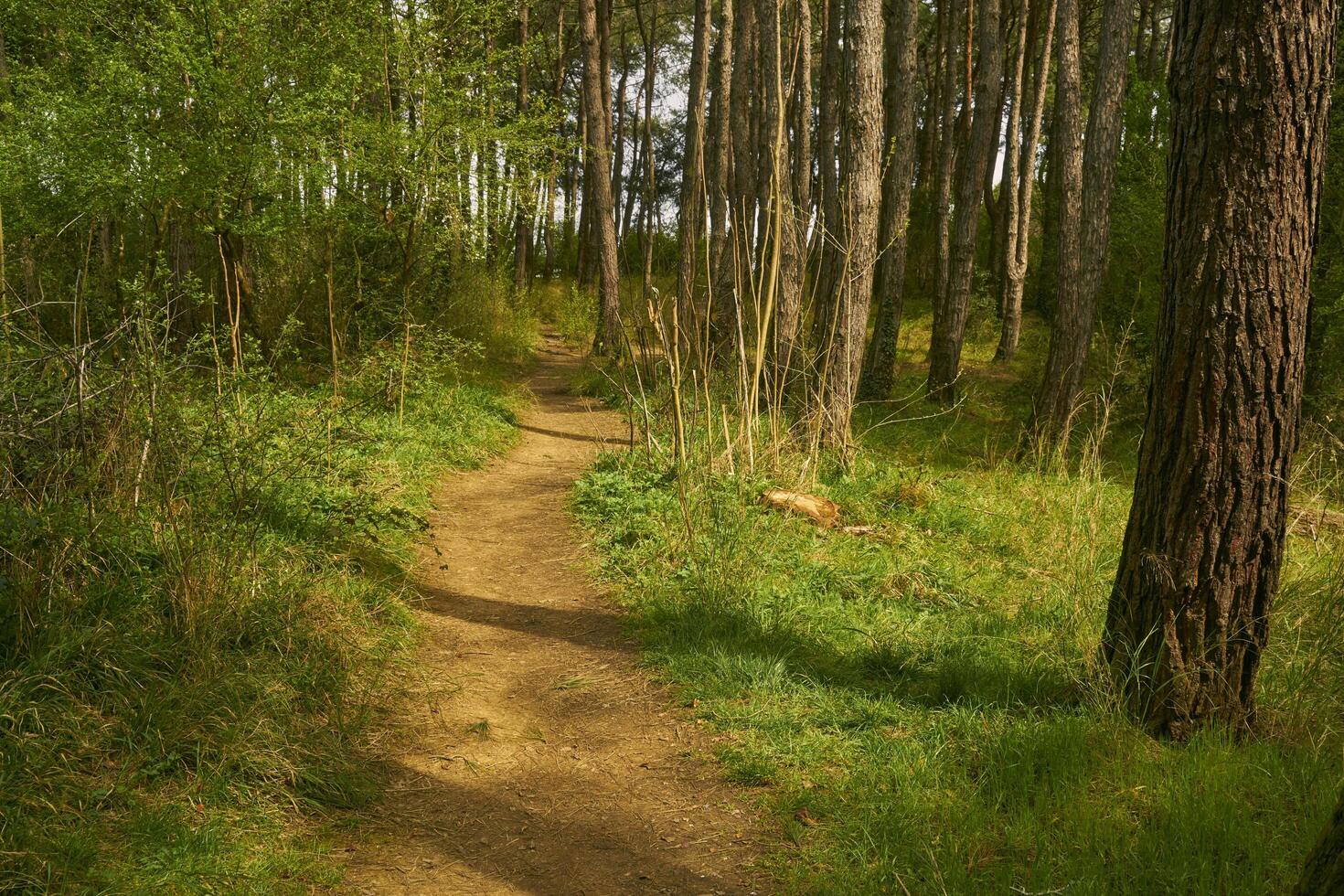 green meadow in a forest photo