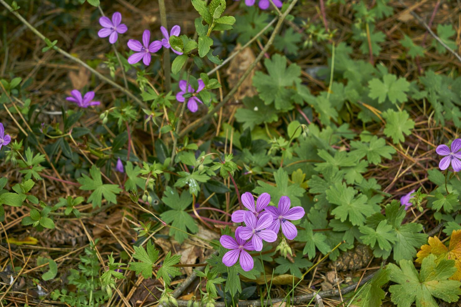 green meadow in a forest photo