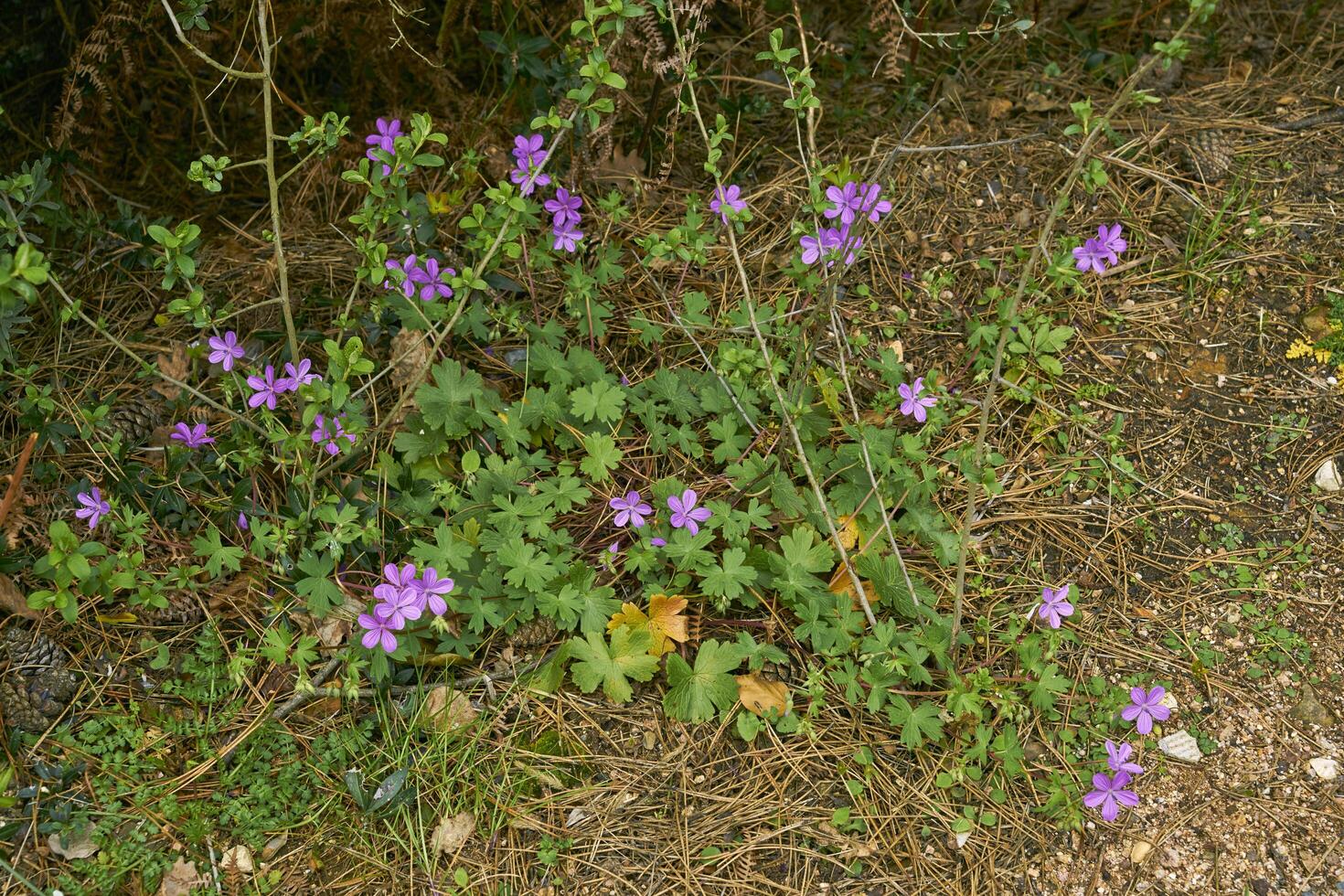 green meadow in a forest photo