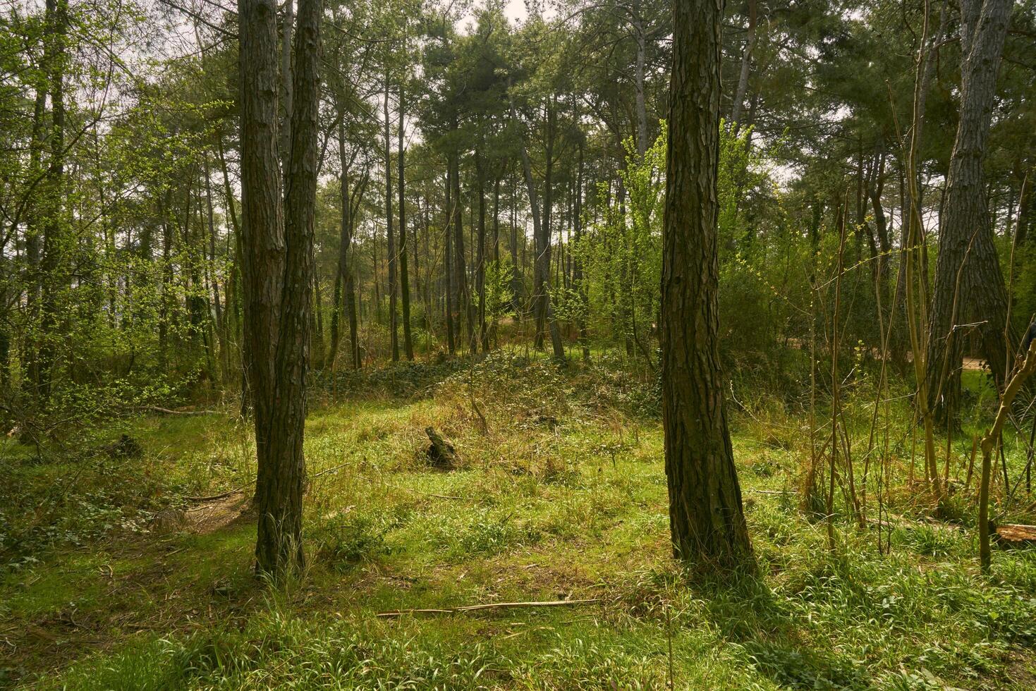 green meadow in a forest photo