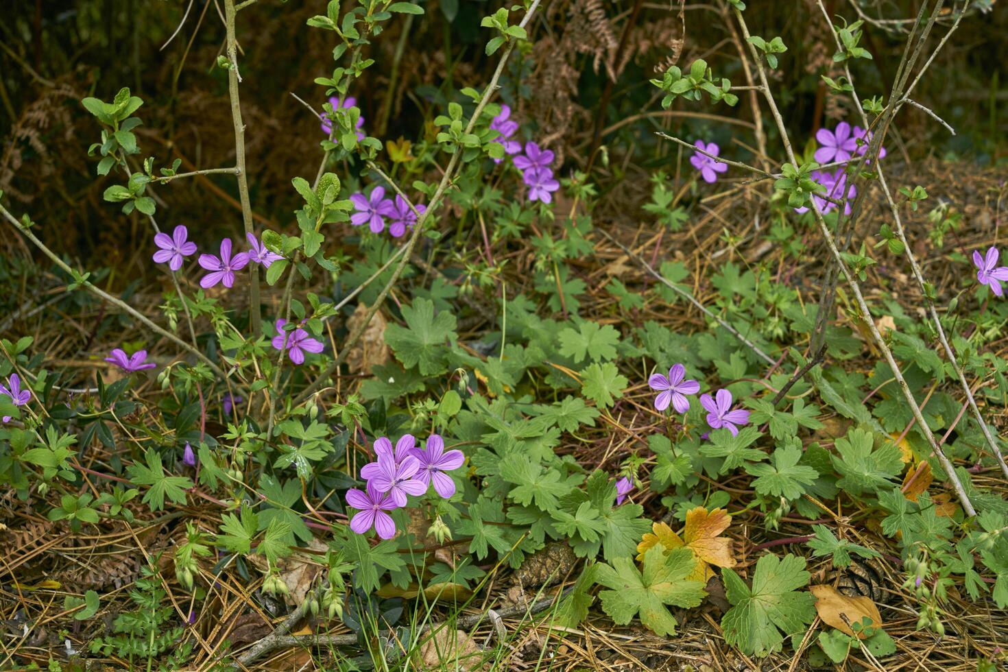 green meadow in a forest photo