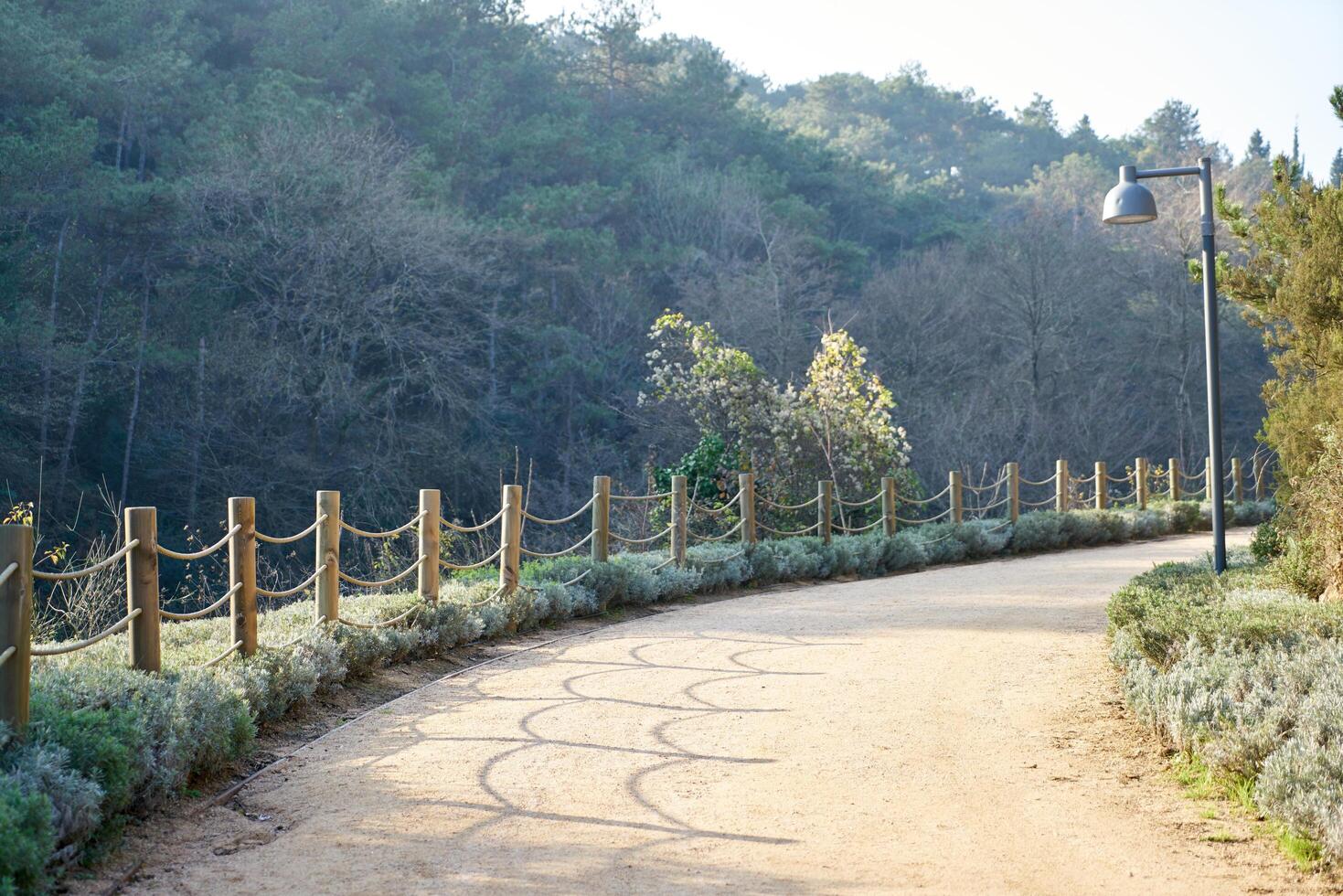 Deep forest and path photo
