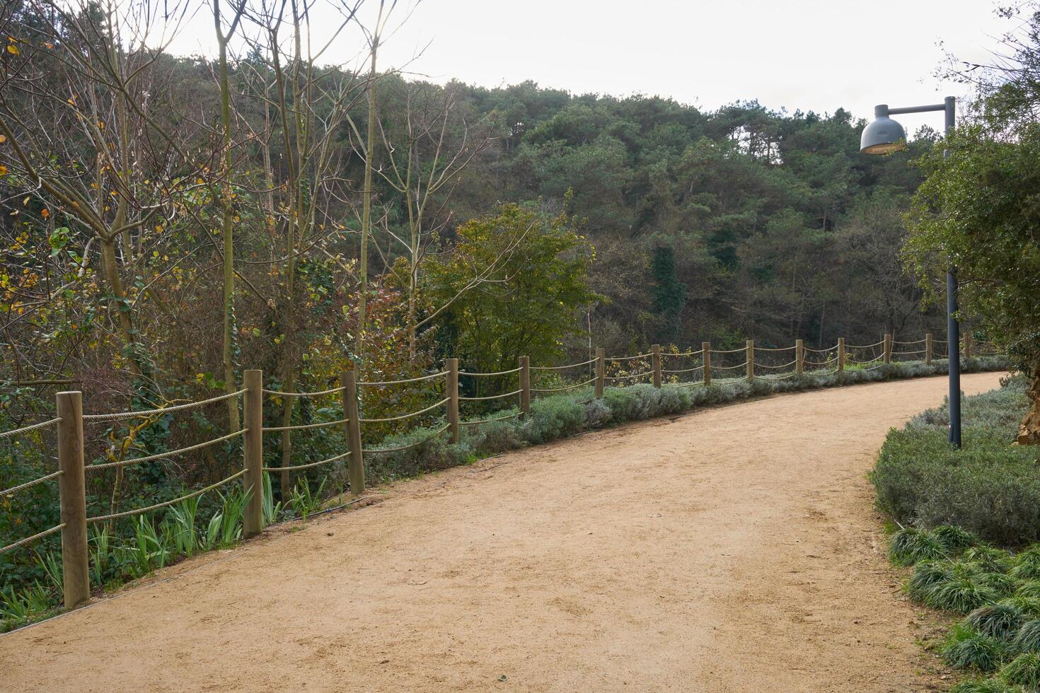 Deep forest and path photo