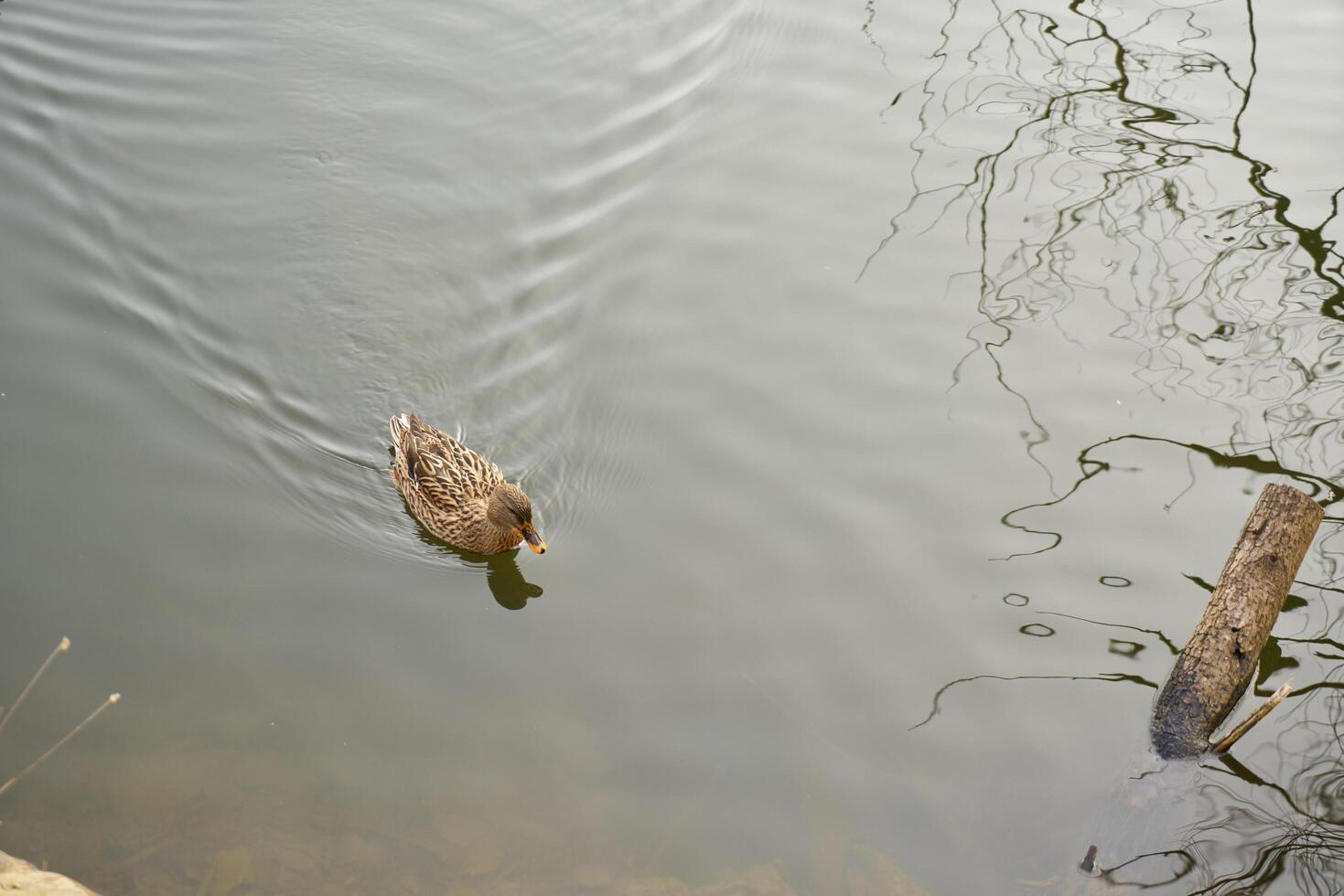 Lake in a forest photo